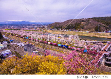 【宮城県_白石川堤一目千本桜】樅ノ木は残った展望デッキからの風景 125439430