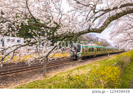 【宮城県_白石川堤一目千本桜】桜並木道と列車 【宮城県_白石川堤一目千本桜】桜並木道と列車 125439439
