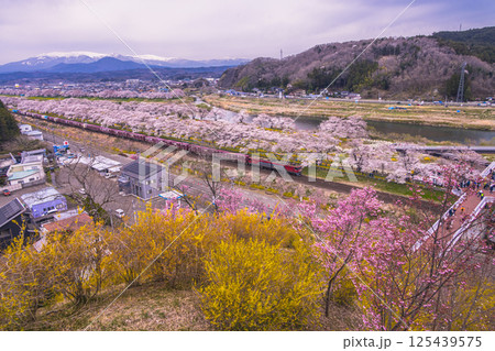 【宮城県_船岡城址公園】樅ノ木は残った展望デッキからの眺め 125439575