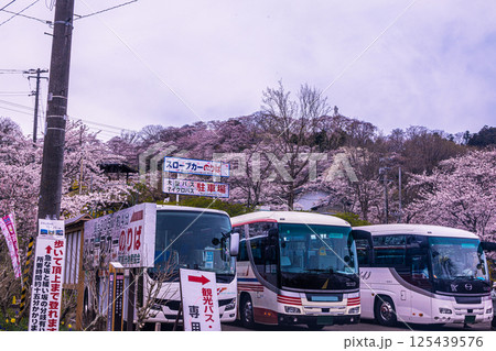 【宮城県_船岡城址公園】山一面が百花繚乱 125439576