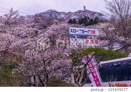 【宮城県_船岡城址公園】山一面が百花繚乱 【宮城県_船岡城址公園】山一面が百花繚乱 125439577