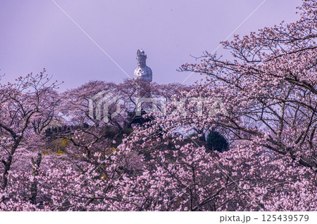 【宮城県_船岡城址公園】山一面が百花繚乱 【宮城県_船岡城址公園】山一面が百花繚乱 125439579