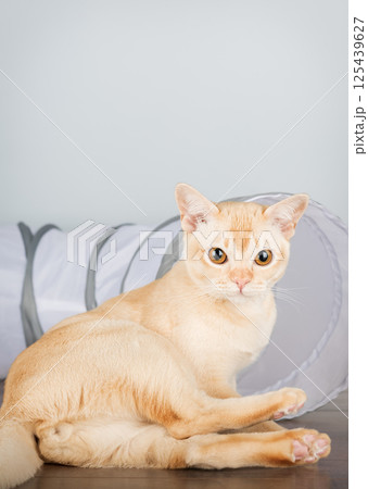 A Burmese cat sits near a cat tunnel on the floor. A Burmese cat sits near a cat tunnel on the floor. 125439627