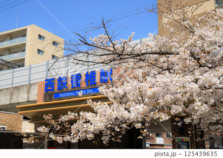 西鉄香椎駅で咲き誇る清張桜 西鉄香椎駅で咲き誇る清張桜 125439635