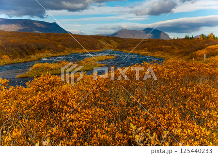Autumn landscape features a river flowing through a forest filled with vibrant fall foliage in Iceland. The scene includes colorful trees, calm water, and distant mountains under a cloudy sky 125440233