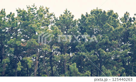 松林 松林 125440263