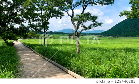 阿蘇くじゅう国立公園のタデ原湿原 125440283