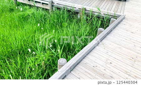 阿蘇くじゅう国立公園のタデ原湿原 阿蘇くじゅう国立公園のタデ原湿原 125440304