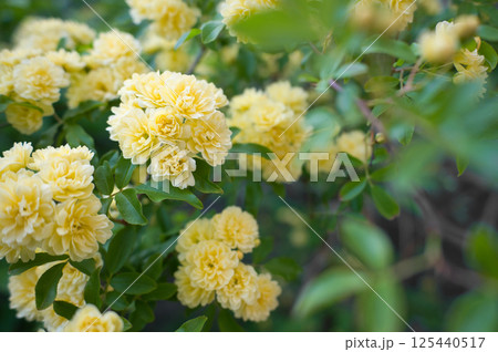 黄色いモッコウバラの花 125440517