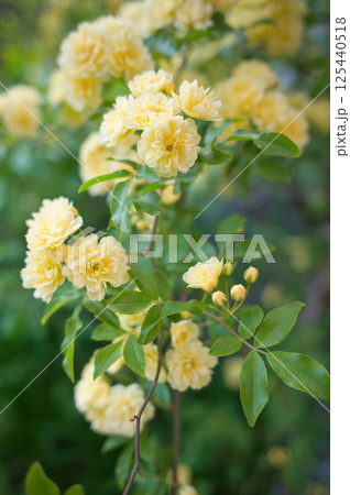 黄色いモッコウバラの花 125440518