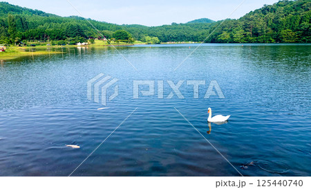 別府、志高湖の白鳥と錦鯉 125440740