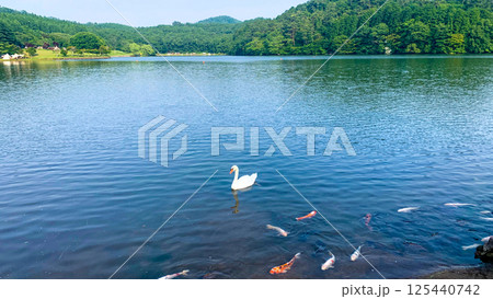 別府、志高湖の白鳥と錦鯉 125440742