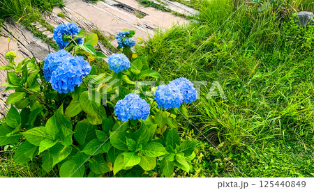 別府、志高湖の紫陽花 別府、志高湖の紫陽花 125440849