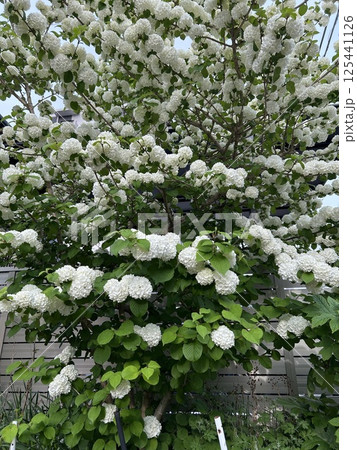 散歩道の紫陽花のような花オオテマリ 散歩道の紫陽花のような花オオテマリ 125441126