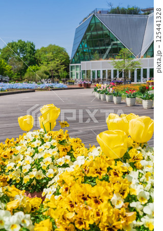 春のフラワーパーク江南、満開のチューリップ〈愛知県江南市〉 125441328