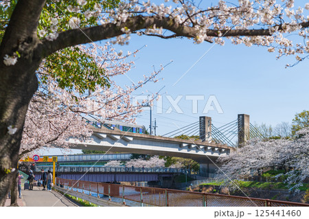 春の荒子川公園、満開の桜〈愛知県名古屋市〉 春の荒子川公園、満開の桜〈愛知県名古屋市〉 125441460