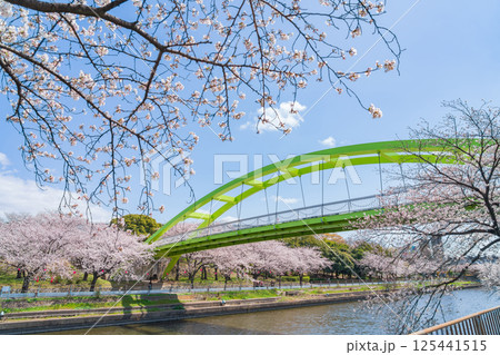 春の荒子川公園、満開の桜〈愛知県名古屋市〉 125441515