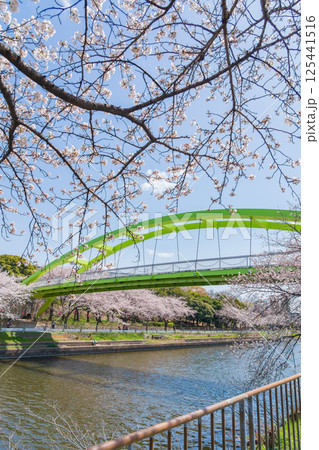春の荒子川公園、満開の桜〈愛知県名古屋市〉 125441516
