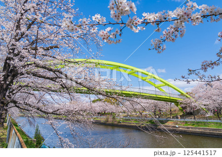 春の荒子川公園、満開の桜〈愛知県名古屋市〉 125441517