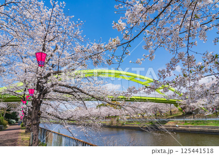 春の荒子川公園、満開の桜〈愛知県名古屋市〉 125441518