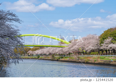 春の荒子川公園、満開の桜〈愛知県名古屋市〉 125441520