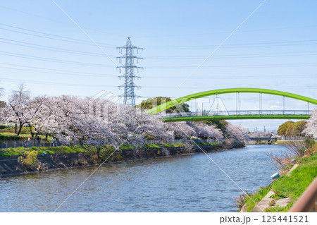 春の荒子川公園、満開の桜〈愛知県名古屋市〉 125441521
