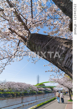 春の荒子川公園、満開の桜〈愛知県名古屋市〉 125441522