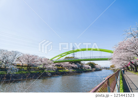 春の荒子川公園、満開の桜〈愛知県名古屋市〉 125441523