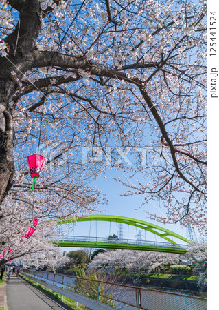 春の荒子川公園、満開の桜〈愛知県名古屋市〉 春の荒子川公園、満開の桜〈愛知県名古屋市〉 125441524