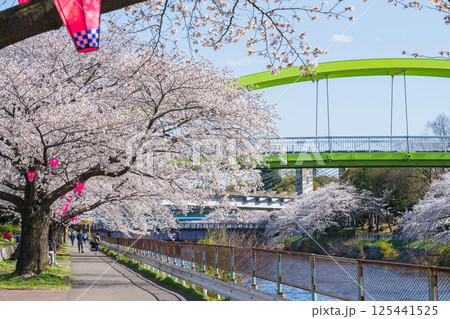 春の荒子川公園、満開の桜〈愛知県名古屋市〉 春の荒子川公園、満開の桜〈愛知県名古屋市〉 125441525