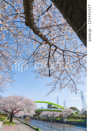 春の荒子川公園、満開の桜〈愛知県名古屋市〉 125441527