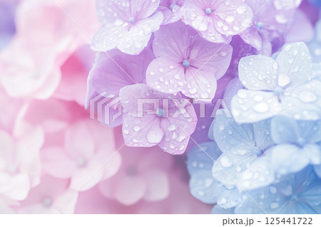 雨に濡れた紫陽花 125441722