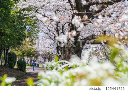 春の荒子川公園、満開の桜〈愛知県名古屋市〉 125441723