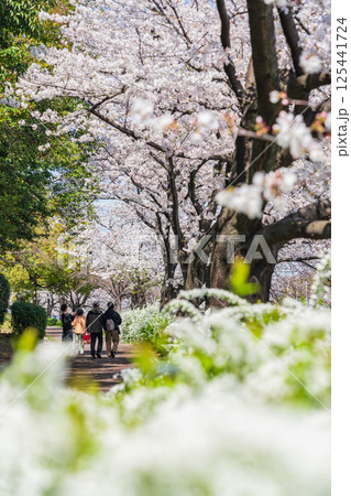 春の荒子川公園、満開の桜〈愛知県名古屋市〉 125441724