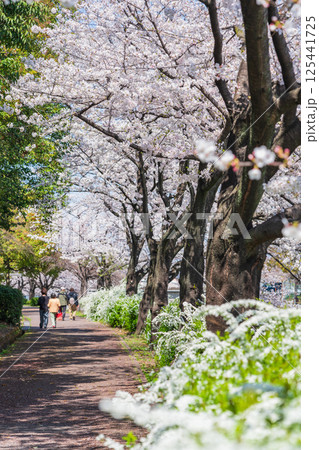 春の荒子川公園、満開の桜〈愛知県名古屋市〉 125441725