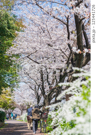 春の荒子川公園、満開の桜〈愛知県名古屋市〉 125441726