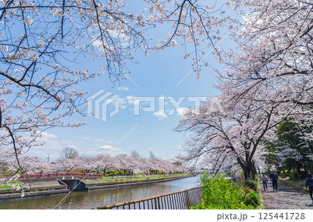 春の荒子川公園、満開の桜〈愛知県名古屋市〉 125441728