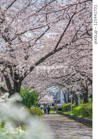 春の荒子川公園、満開の桜〈愛知県名古屋市〉 125441731