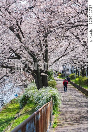 春の荒子川公園、満開の桜〈愛知県名古屋市〉 125441737