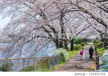 春の荒子川公園、満開の桜〈愛知県名古屋市〉 125441738
