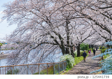 春の荒子川公園、満開の桜〈愛知県名古屋市〉 125441739