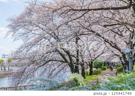 春の荒子川公園、満開の桜〈愛知県名古屋市〉 125441740