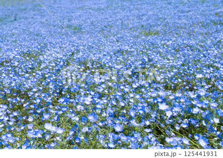 茨城県ひたちなか市 ひたち海浜公園のネモフィラの丘 茨城県ひたちなか市 ひたち海浜公園のネモフィラの丘 125441931