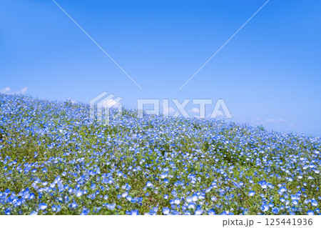 茨城県ひたちなか市　ひたち海浜公園のネモフィラの丘 125441936