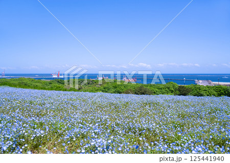 茨城県ひたちなか市　ひたち海浜公園のネモフィラの丘 125441940