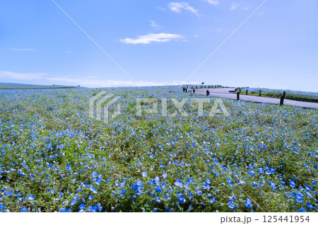 茨城県ひたちなか市　ひたち海浜公園のネモフィラの丘 125441954