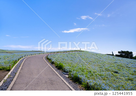 茨城県ひたちなか市　ひたち海浜公園のネモフィラの丘 125441955