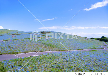 茨城県ひたちなか市　ひたち海浜公園のネモフィラの丘 125441957