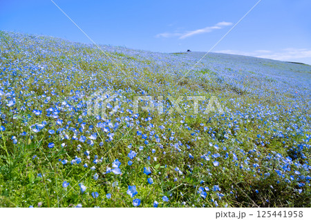 茨城県ひたちなか市　ひたち海浜公園のネモフィラの丘 125441958