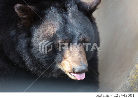 アメリカクロクマ 125442001